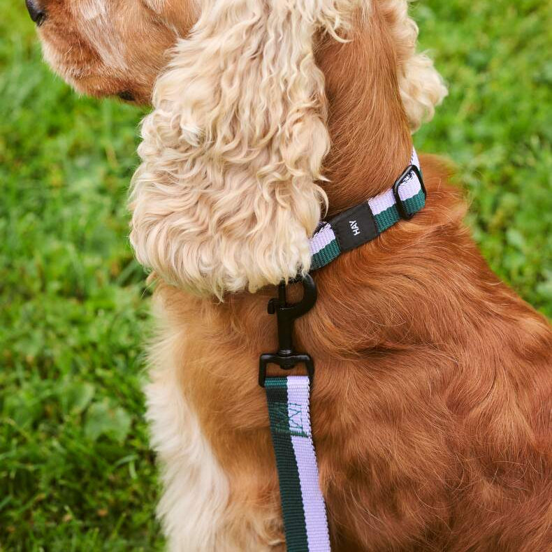 Dog Leash Flat, Lavender/Green, M/L