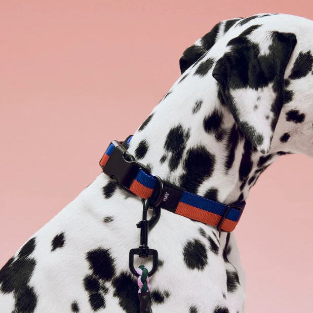 Dog Collar Flat, Red/Blue, M/L