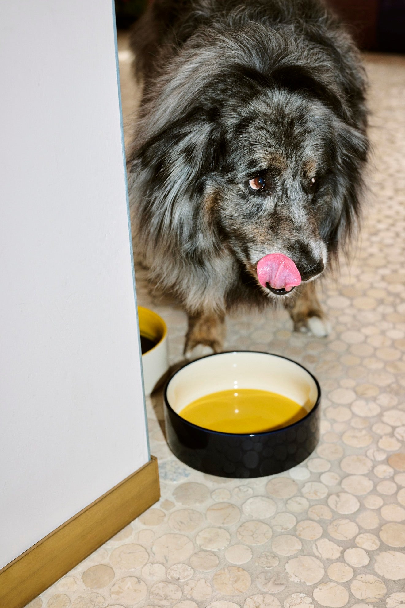 Dogs Bowl L, Blue/Yellow
