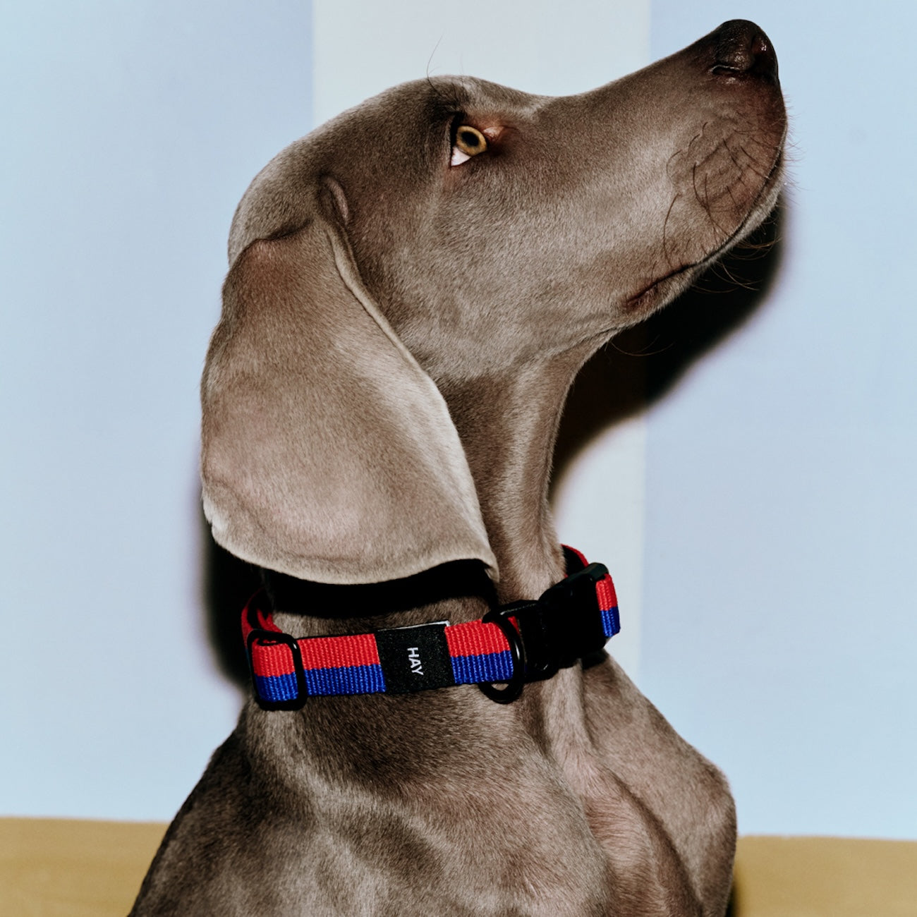Dog Collar Flat, Red/Blue, M/L