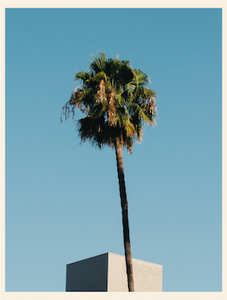 Vishal Marapon Photo, 18x24 framed, Palm Tree